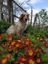 Dog in flowers Royalty Free Stock Photo